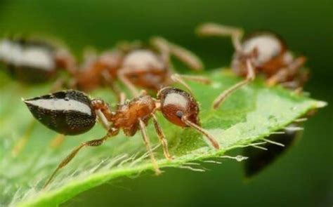 長生天意思 螞蟻大量出現原因